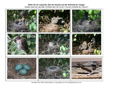 Leporello-Amsel-Aufzucht-Fotos.pdf